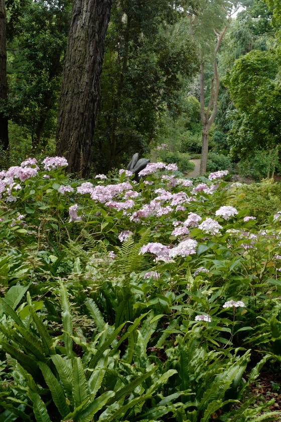 Hydrangea macrophylla 'Mariesii Perfecta'