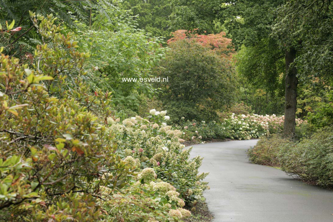 Hydrangea paniculata