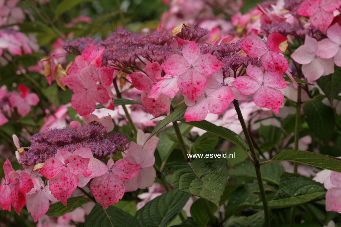 Hydrangea serrata 'Grayswood'