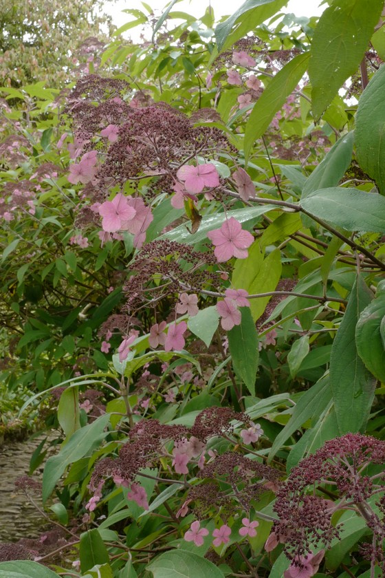 Hydrangea villosa