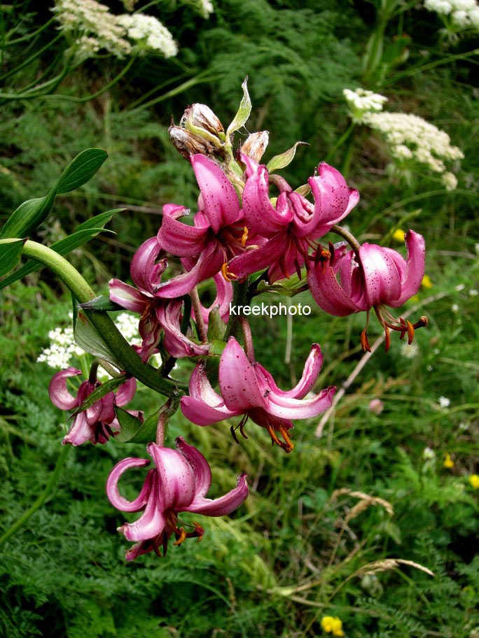 Lilium martagon