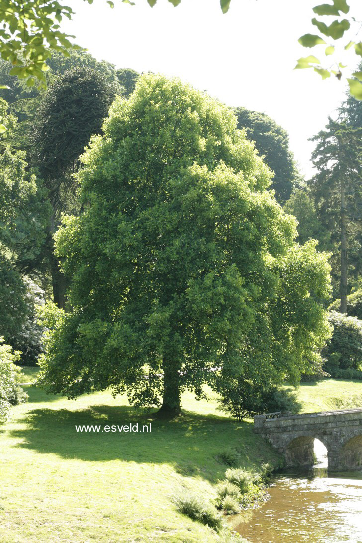 Liriodendron tulipifera