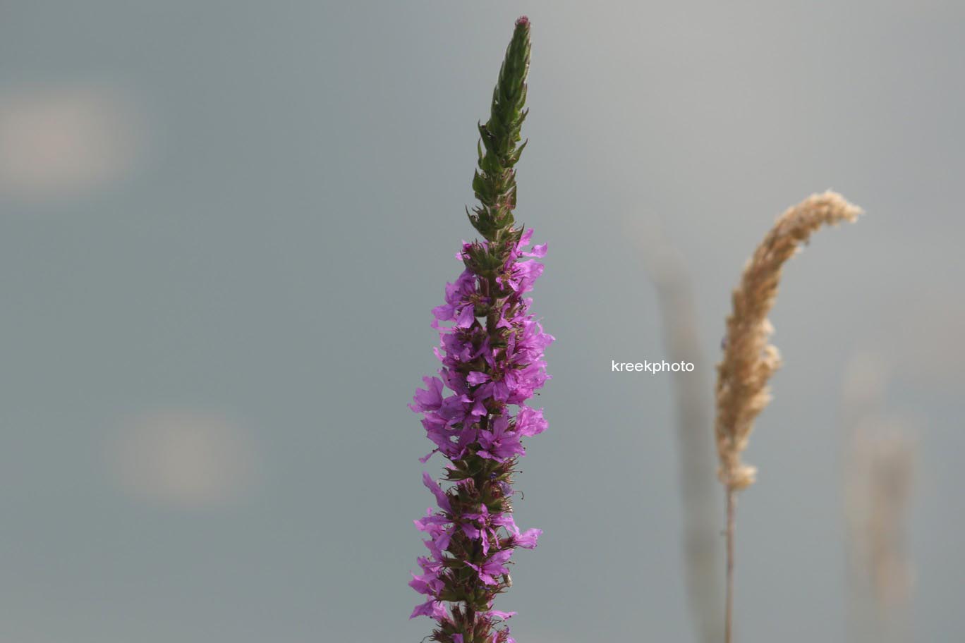 Lythrum salicaria