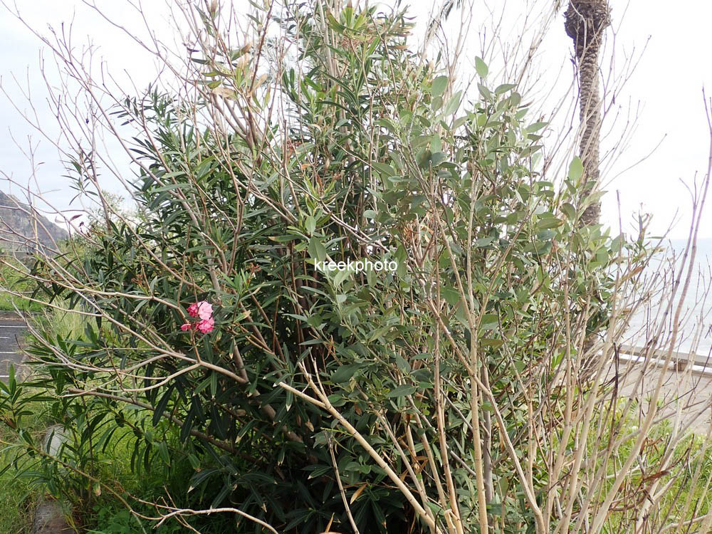 Nerium oleander