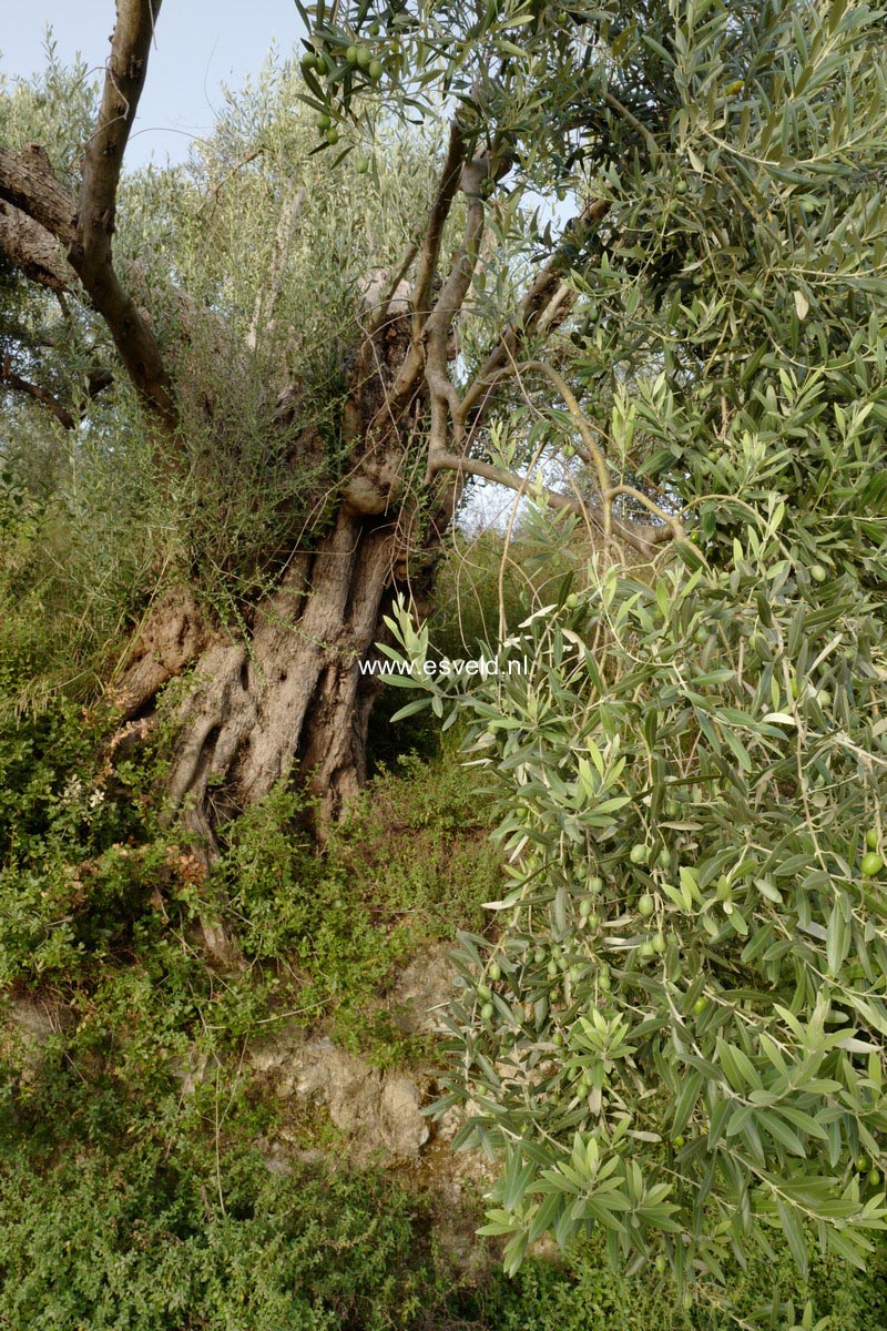 Olea europaea