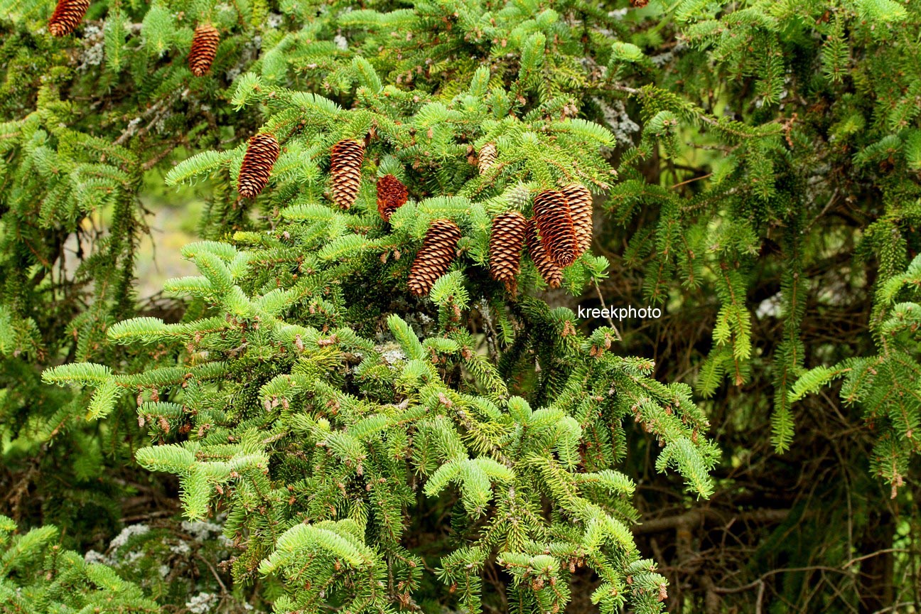 Picea abies