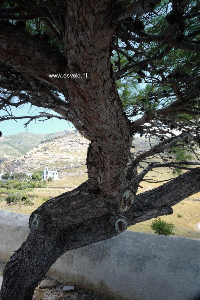 Pinus halepensis