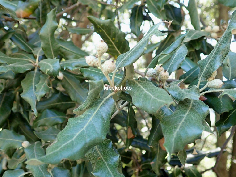 Quercus ilex