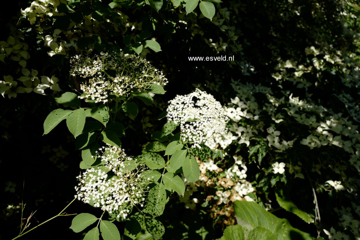 Sambucus nigra