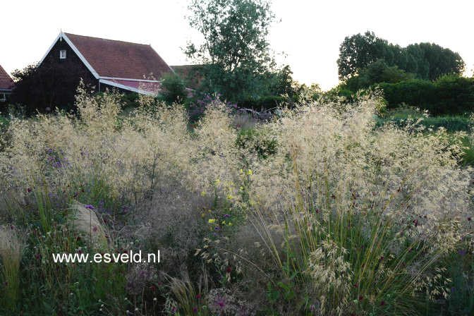 Stipa gigantea
