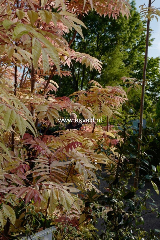 Toona sinensis 'Flamingo'