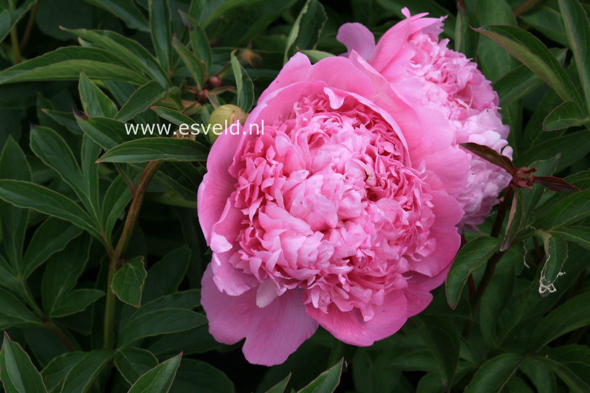 Paeonia 'James R. Mann'