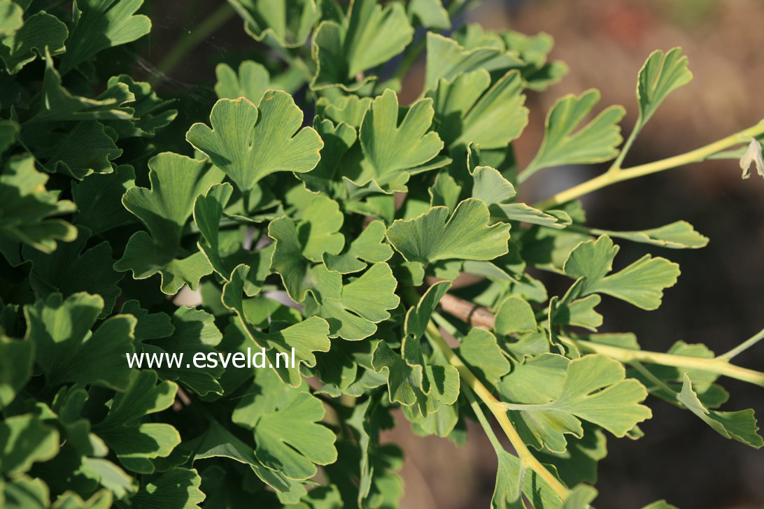 Ginkgo biloba 'Baldii'