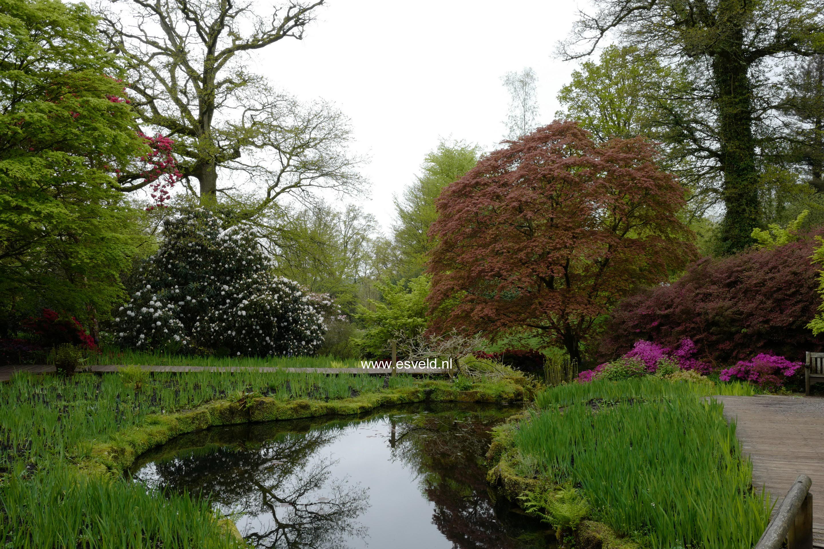 Acer palmatum 'Atropurpureum'