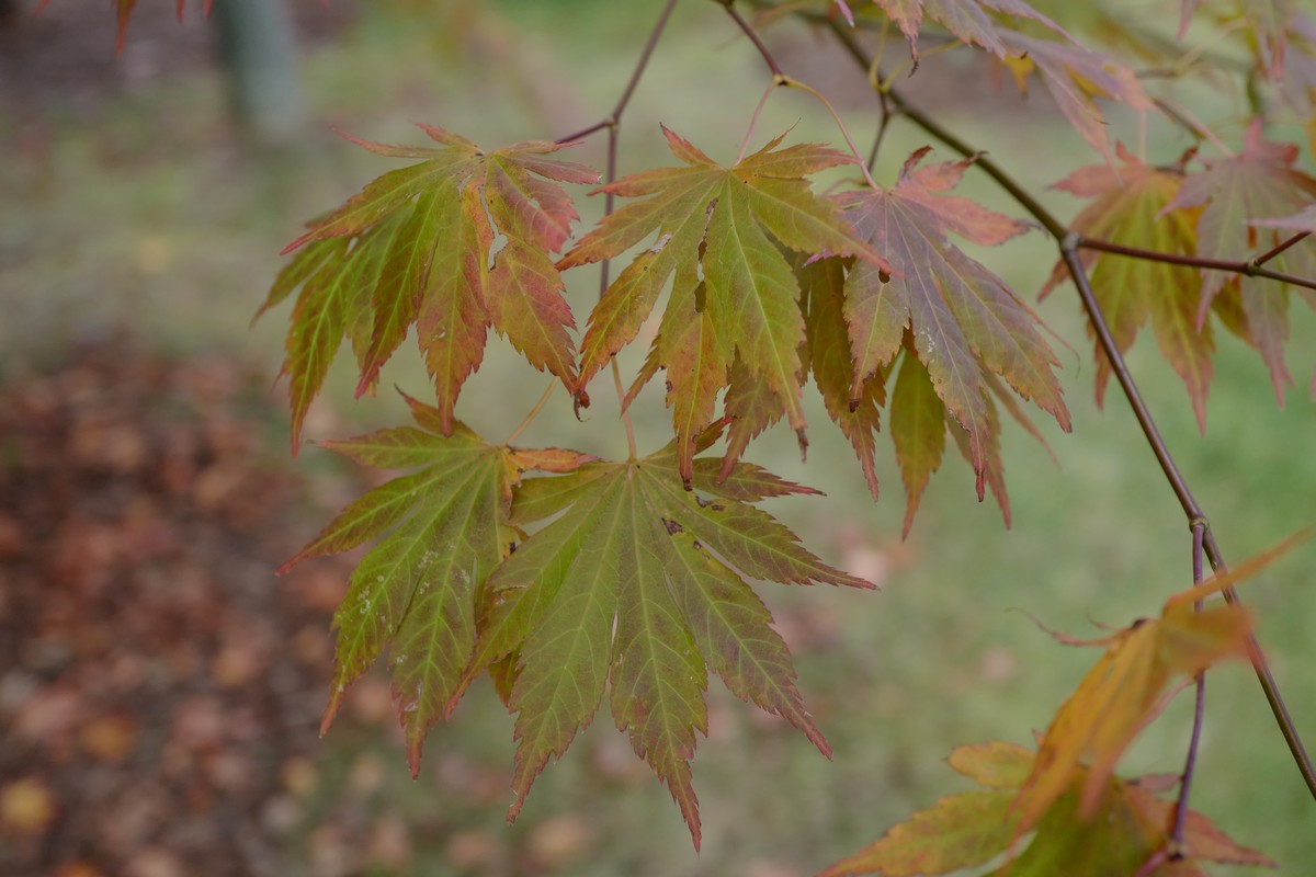 Acer palmatum 'Mirte'