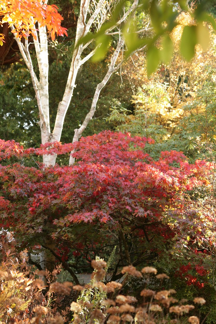 Acer palmatum 'Osakazuki'