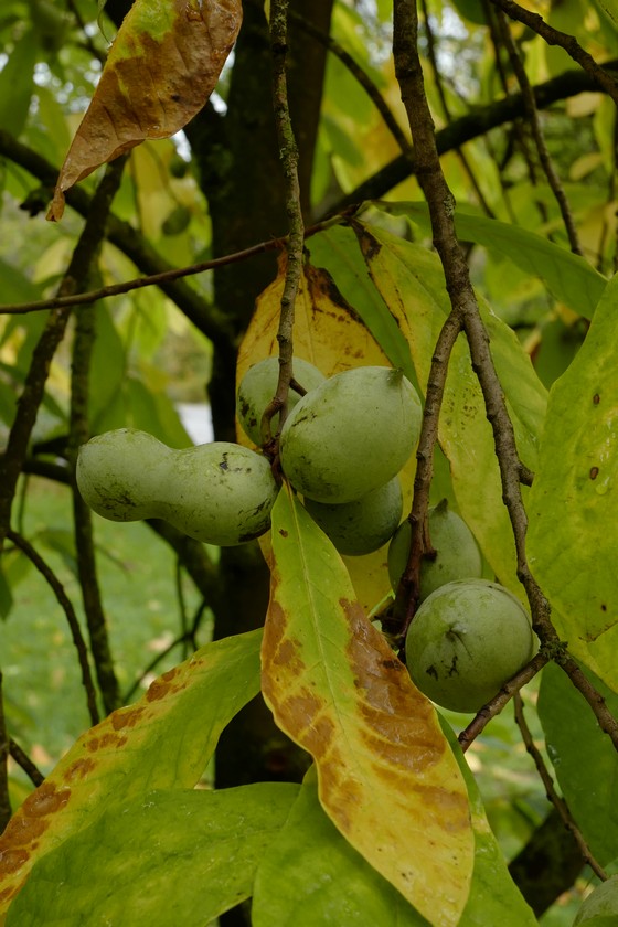Asimina triloba
