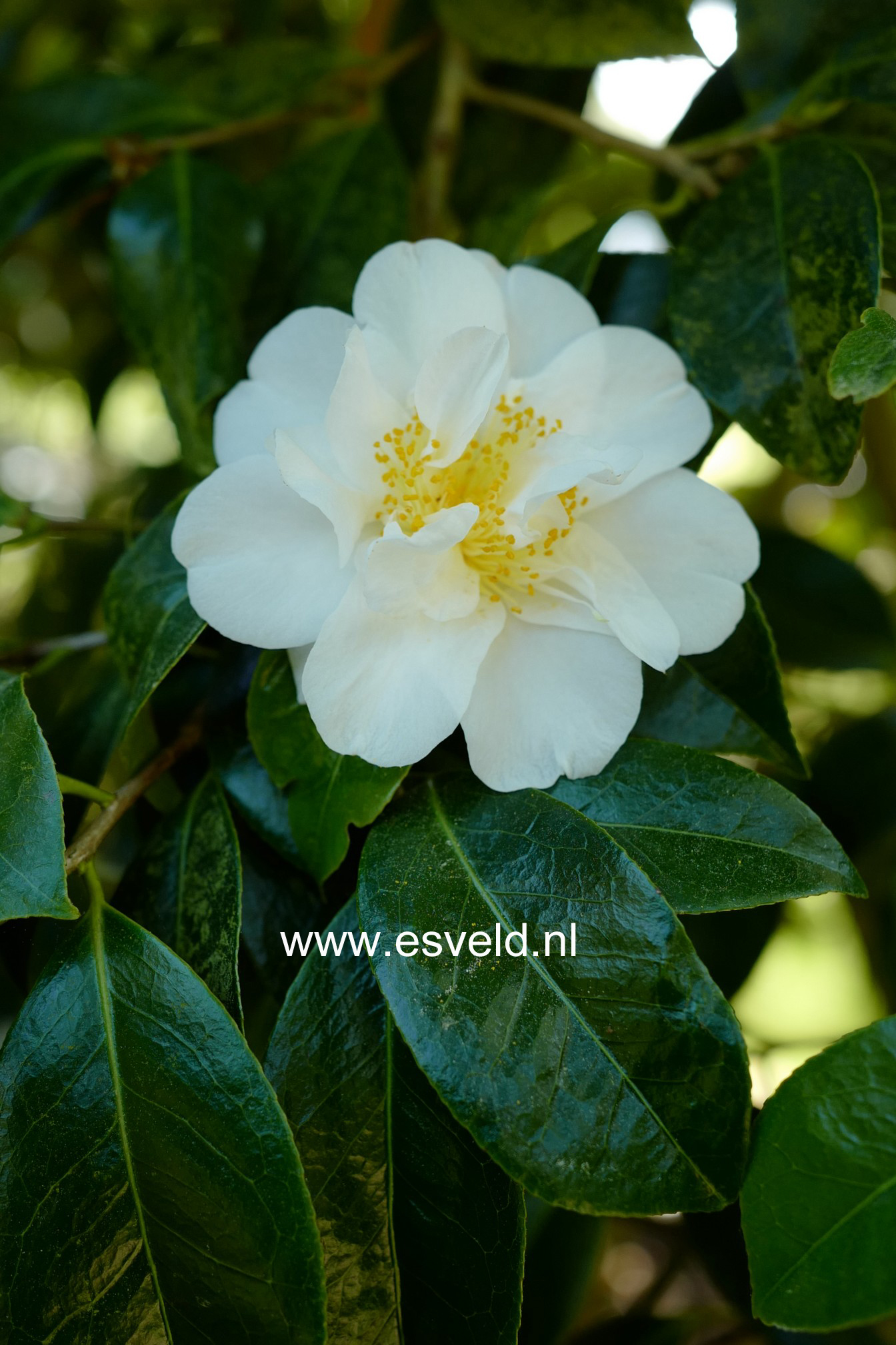 Camellia japonica