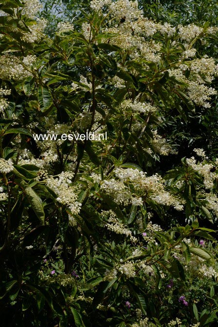 Clethra barbinervis