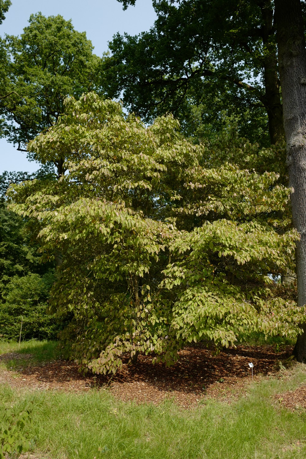 Cornus florida