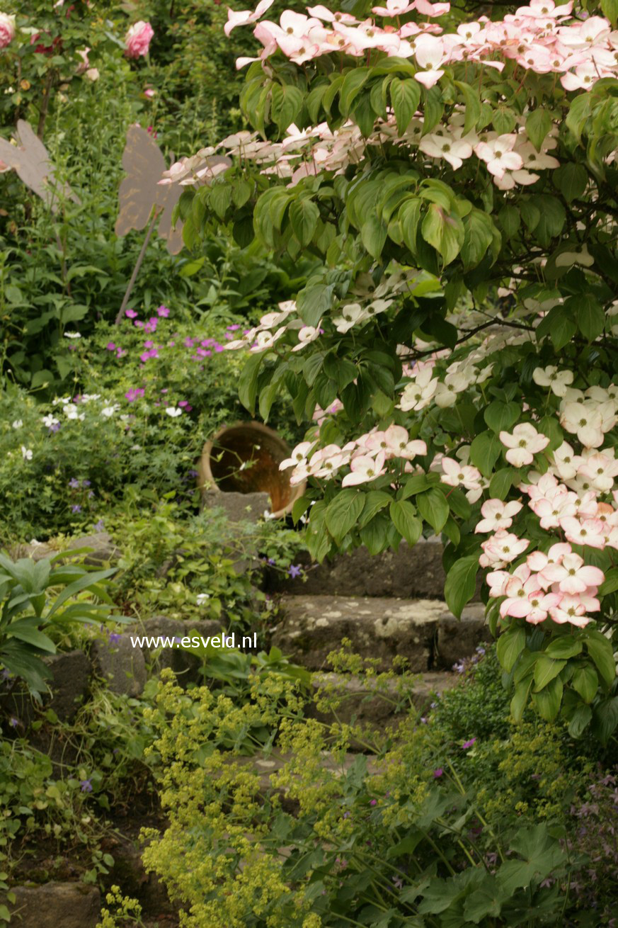 Cornus kousa 'Satomi'