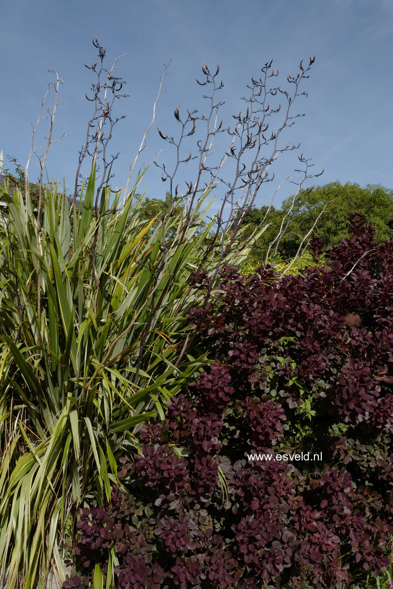 Cotinus coggygria 'Royal Purple'