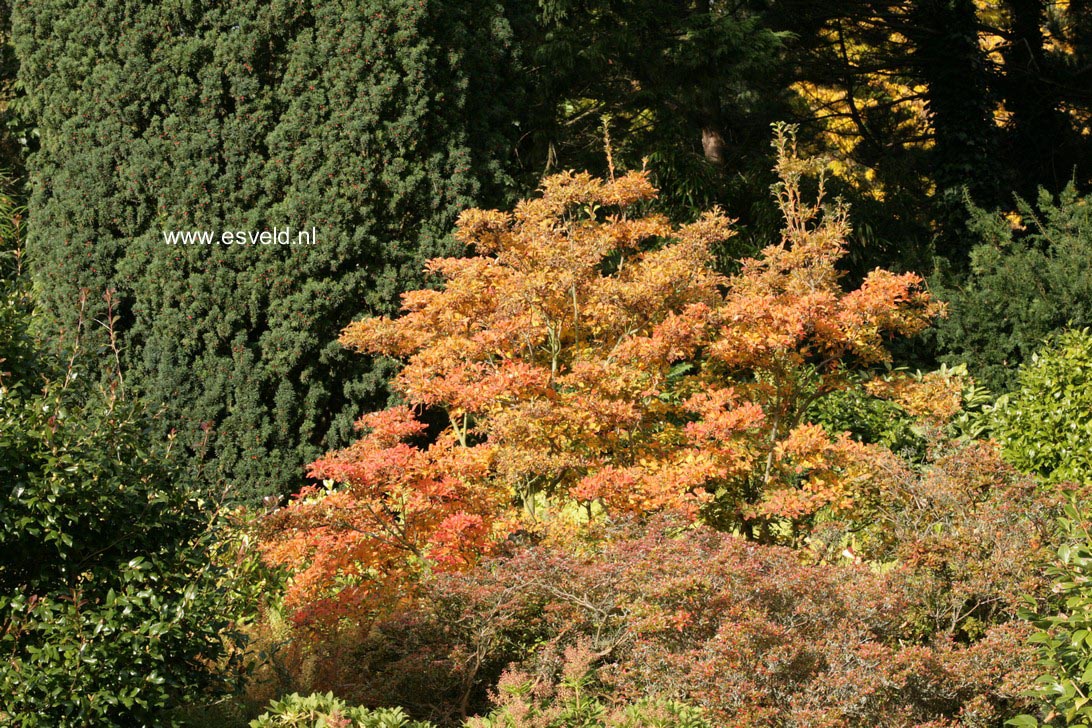 Enkianthus campanulatus