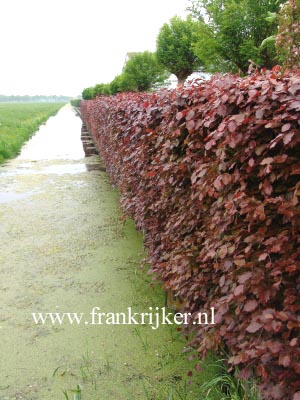 Fagus sylvatica 'Atropunicea'