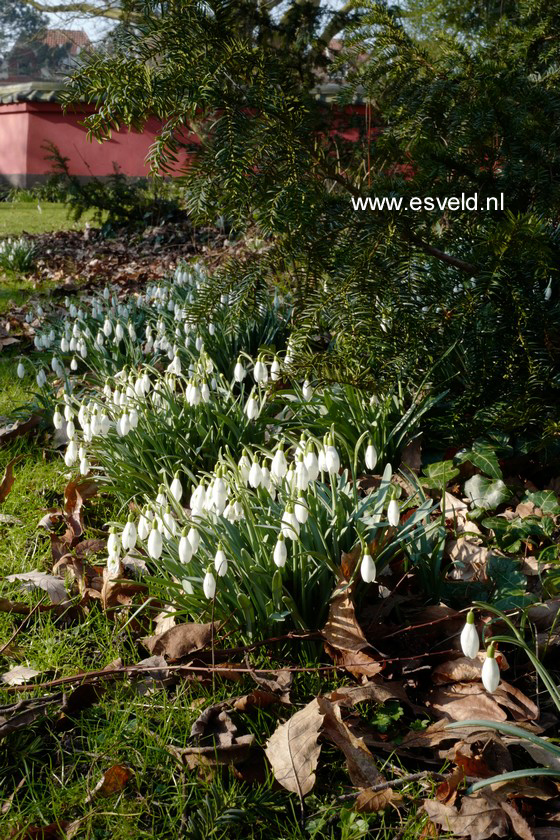 Galanthus nivalis