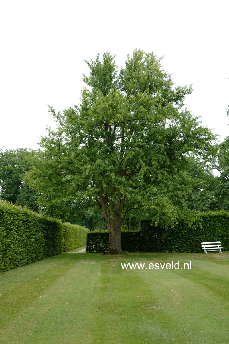 Ginkgo biloba