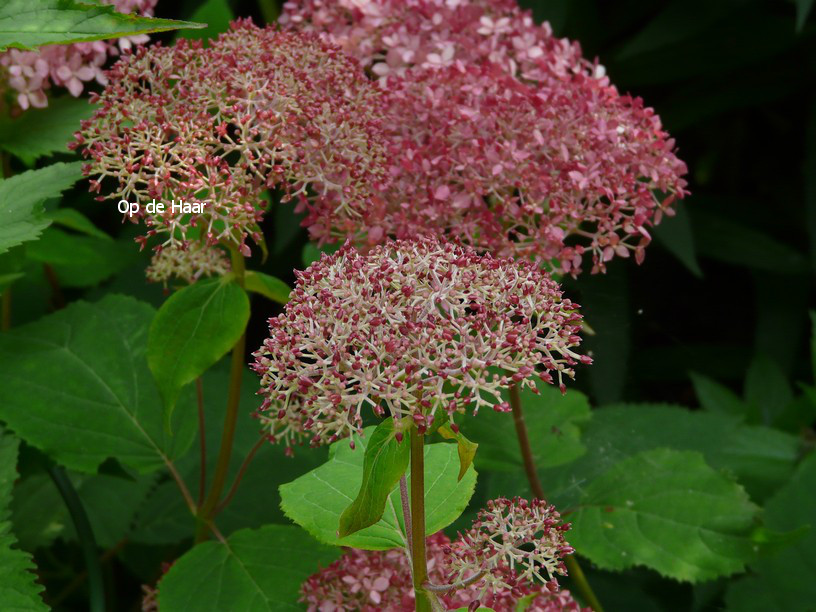 Hydrangea arborescens 'Ncha1' (INVINCIBELLE SPIRIT)