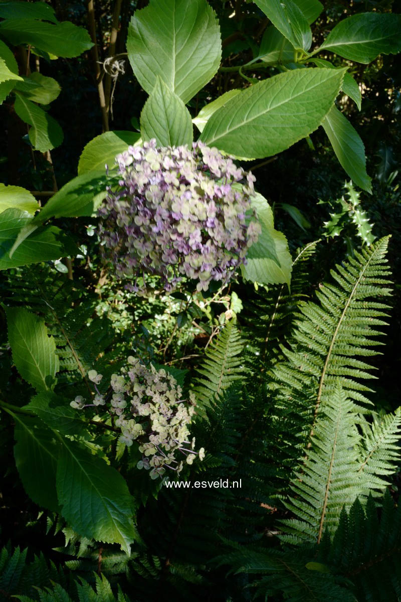 Hydrangea macrophylla 'Ayesha'
