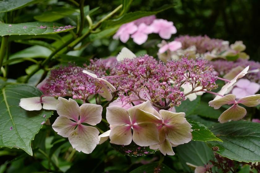 Hydrangea macrophylla 'Mariesii Perfecta'