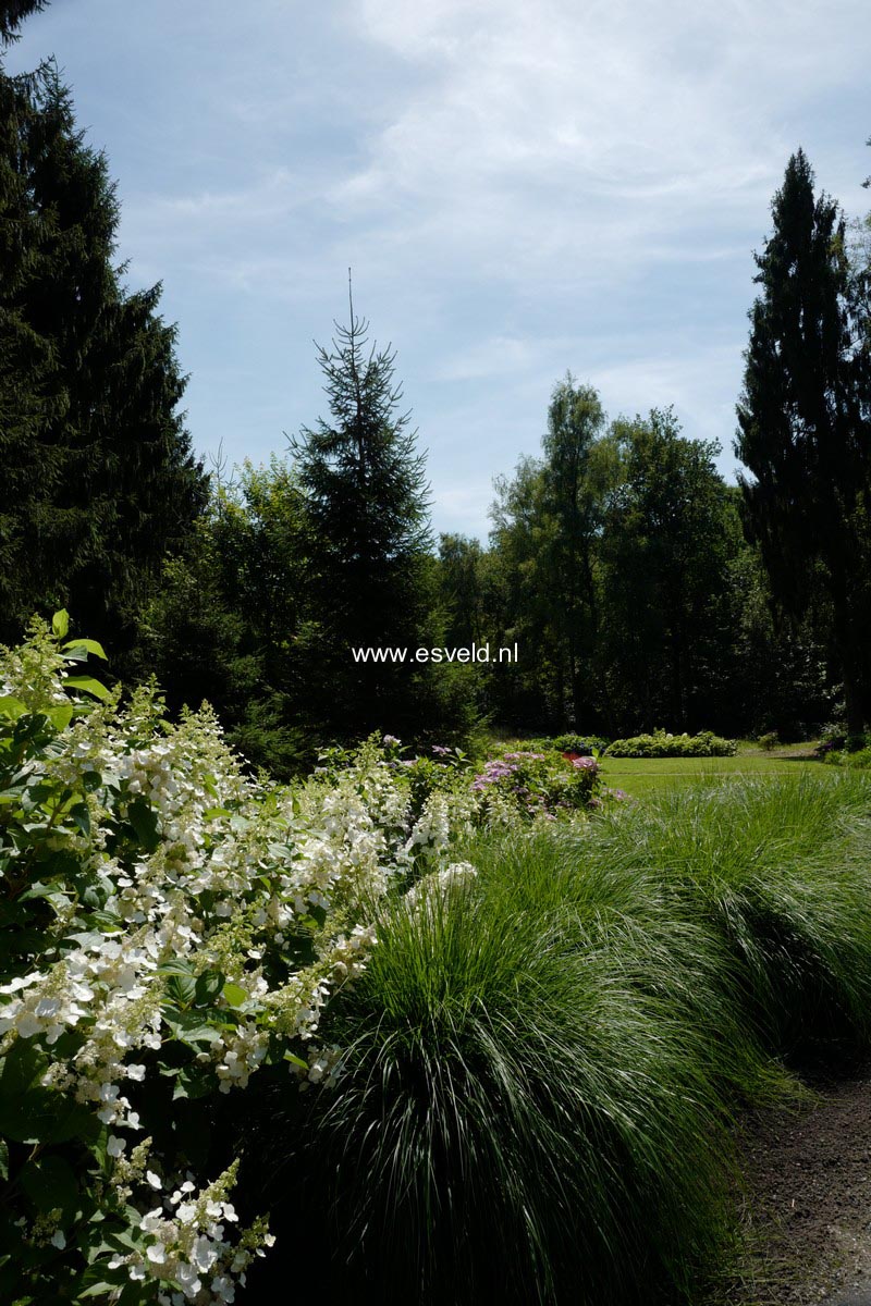 Hydrangea paniculata