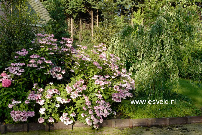 Hydrangea serrata 'Grayswood'
