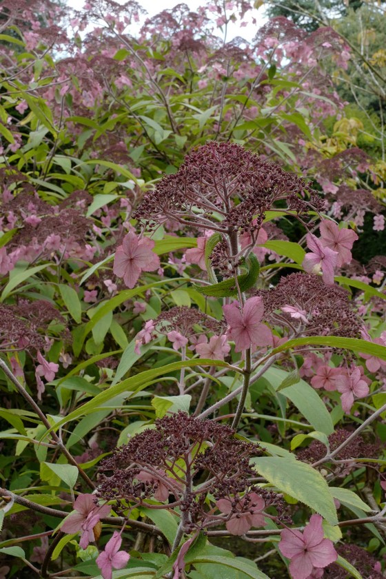 Hydrangea villosa
