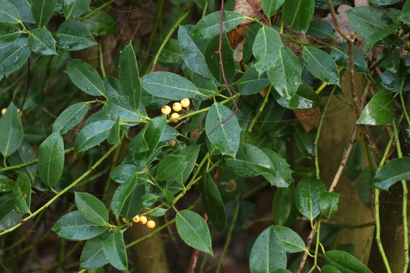 Ilex aquifolium