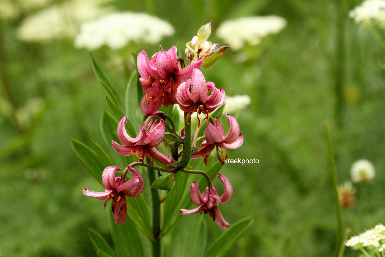 Lilium martagon