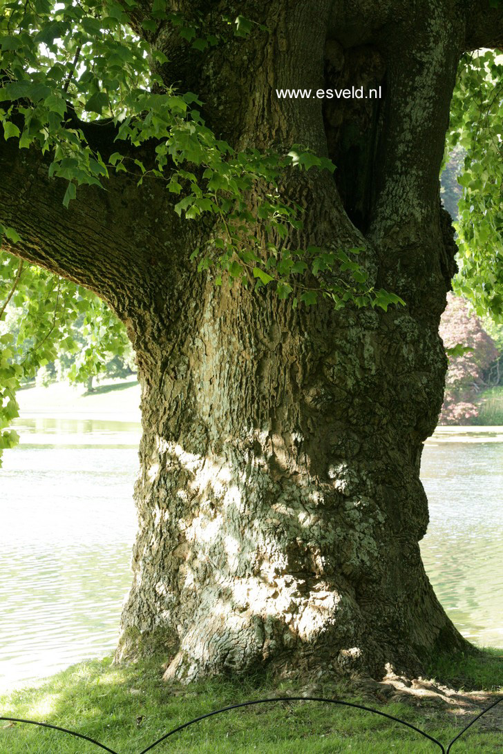 Liriodendron tulipifera