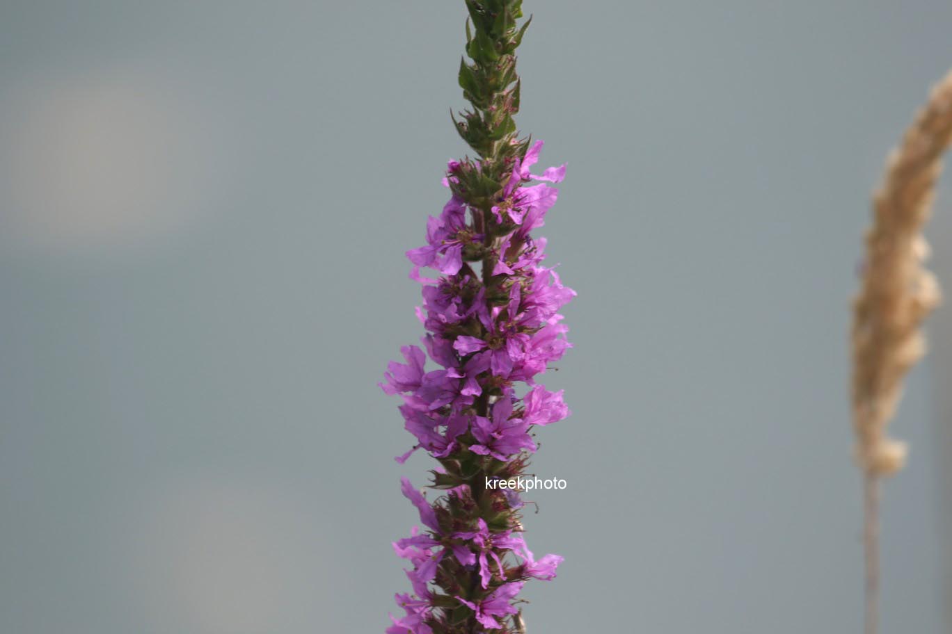 Lythrum salicaria