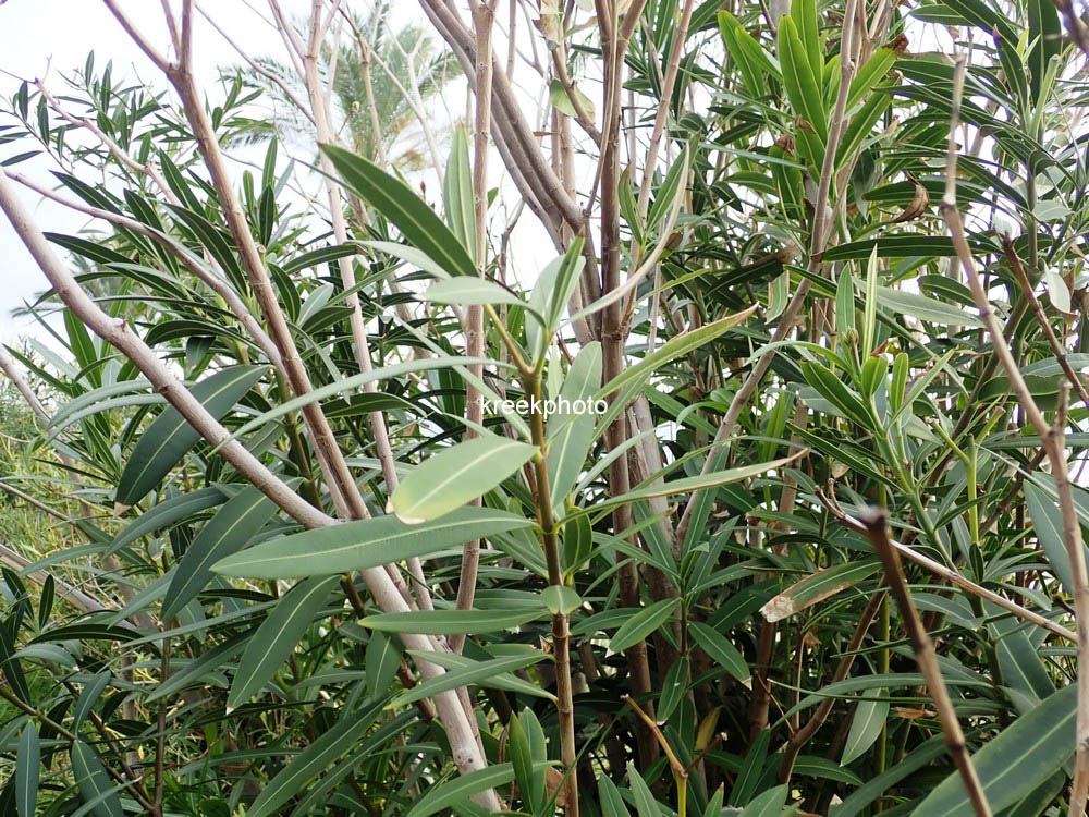 Nerium oleander
