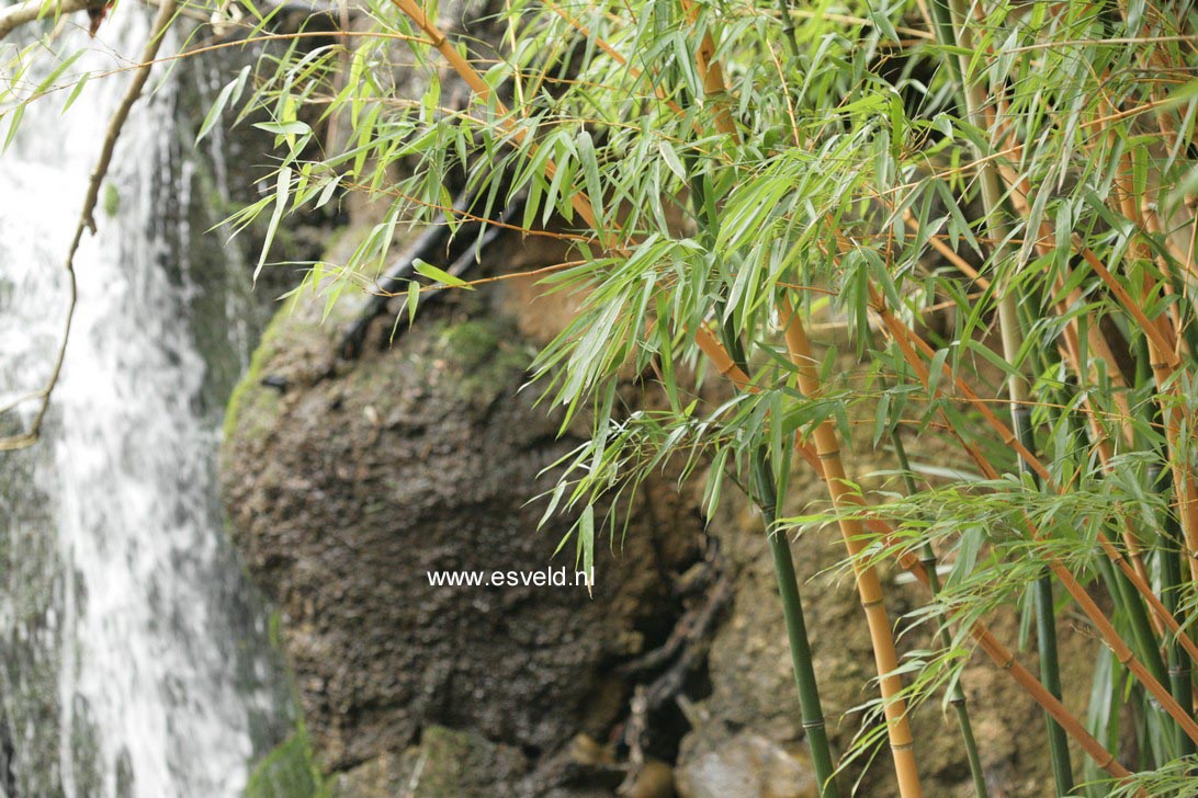 Phyllostachys aureosulcata 'Spectabilis'