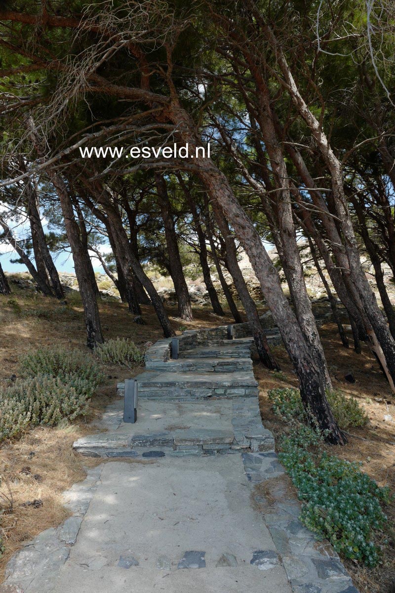 Pinus halepensis