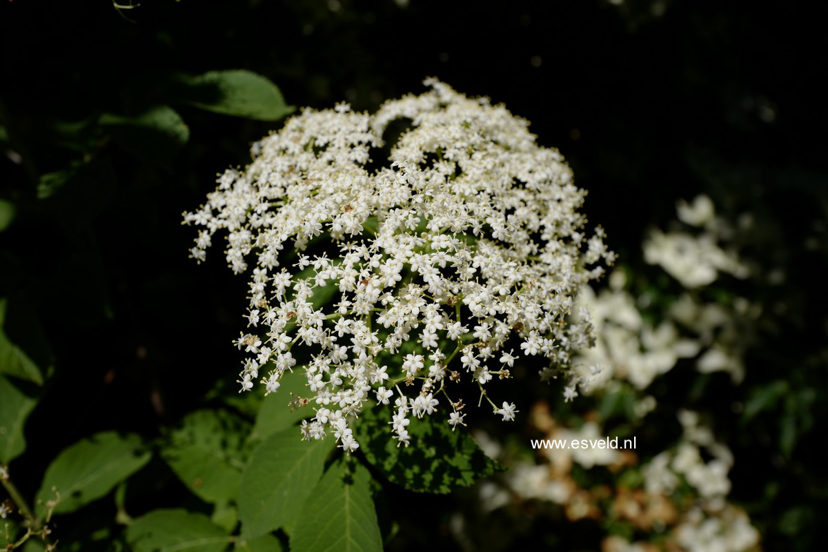 Sambucus nigra