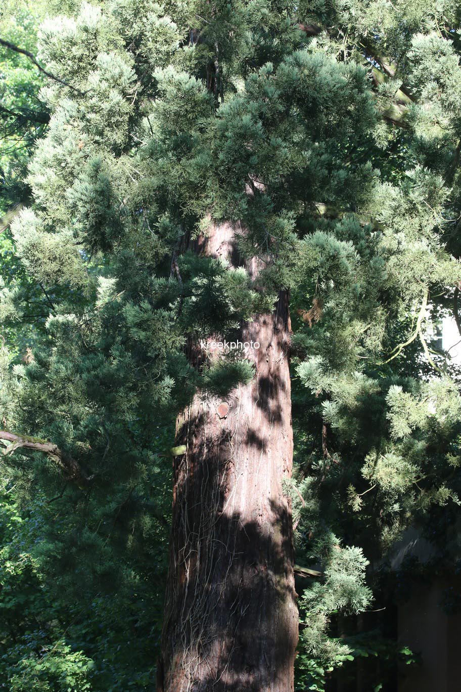 Sequoiadendron giganteum