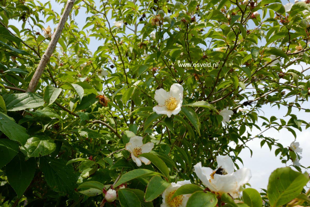 Stewartia sinensis