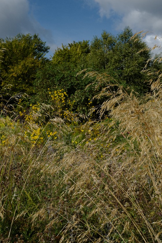 Stipa gigantea