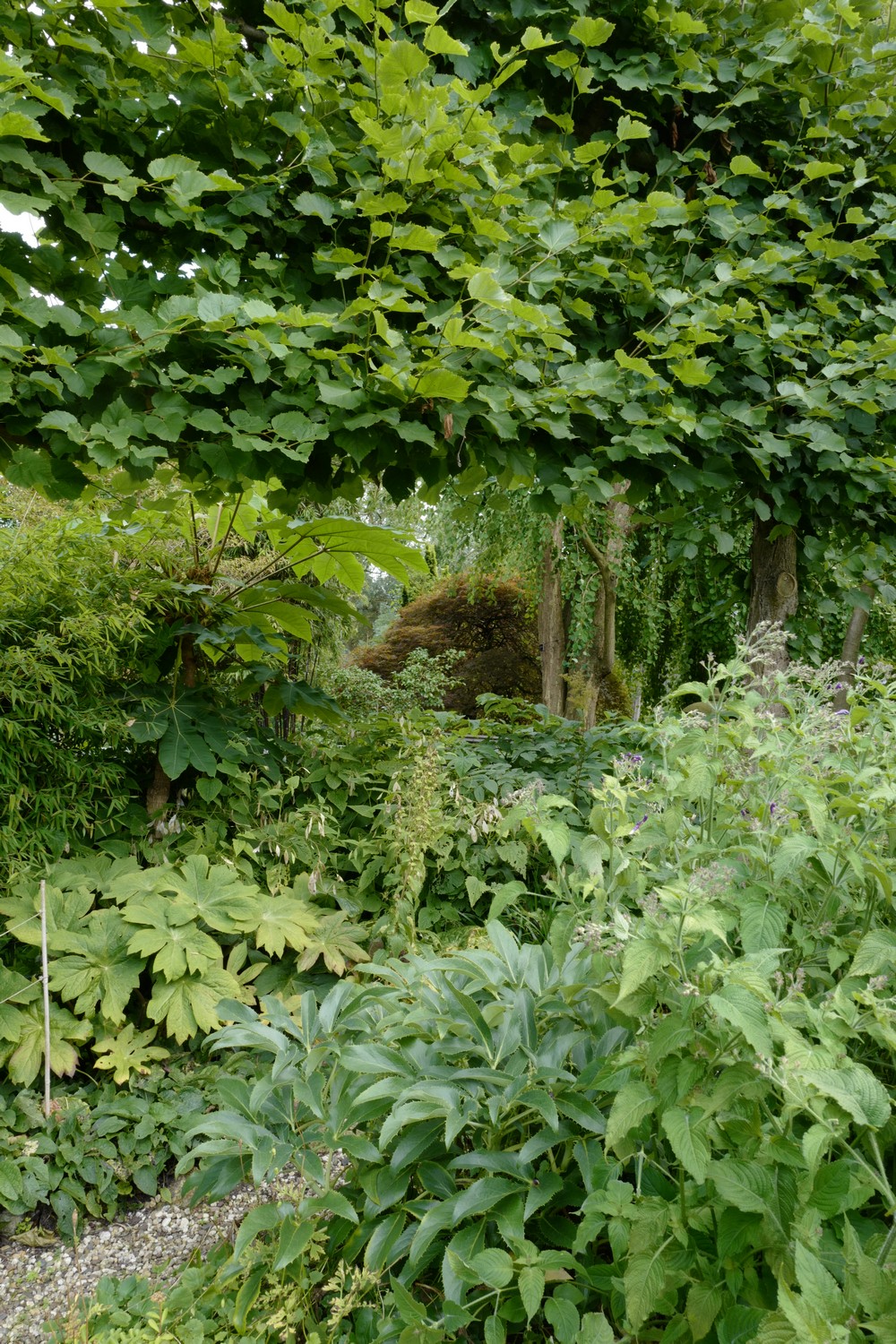 Tetrapanax papyrifer