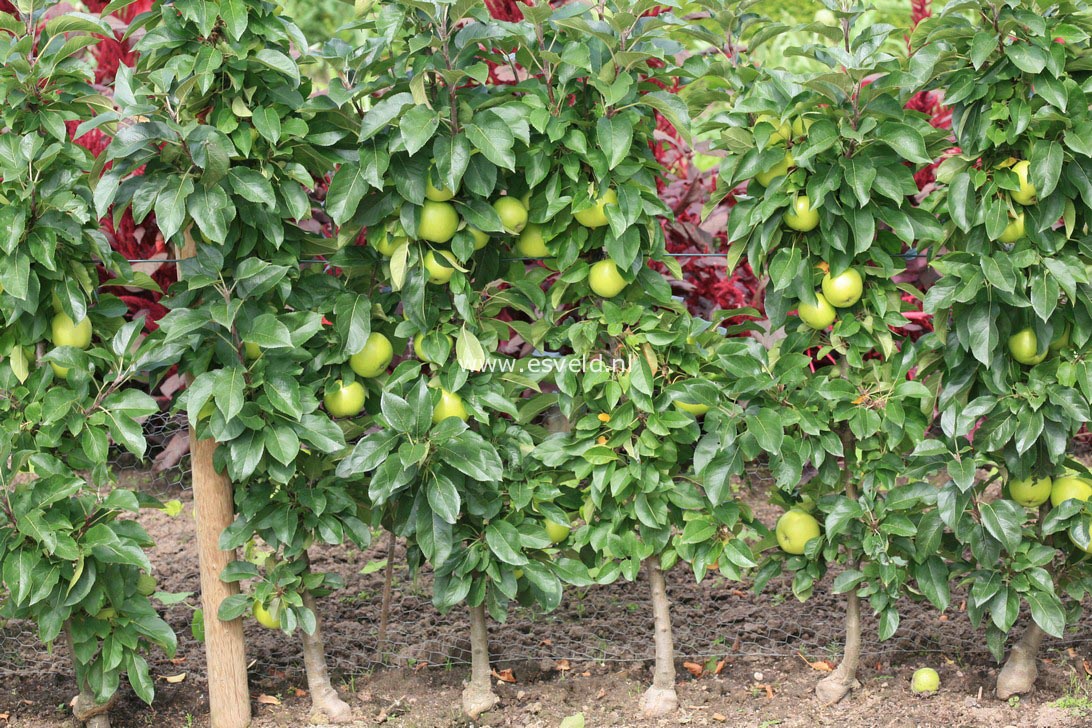 Malus domestica 'Goldlane' (31100)