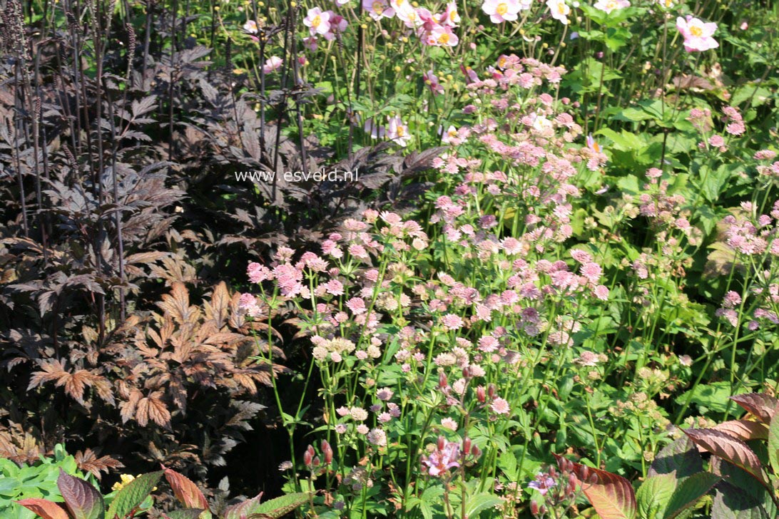Astrantia major 'Pink Pride'